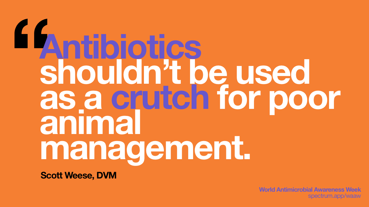 Antibiotics shouldn’t
  be used as a crutch for poor animal management.